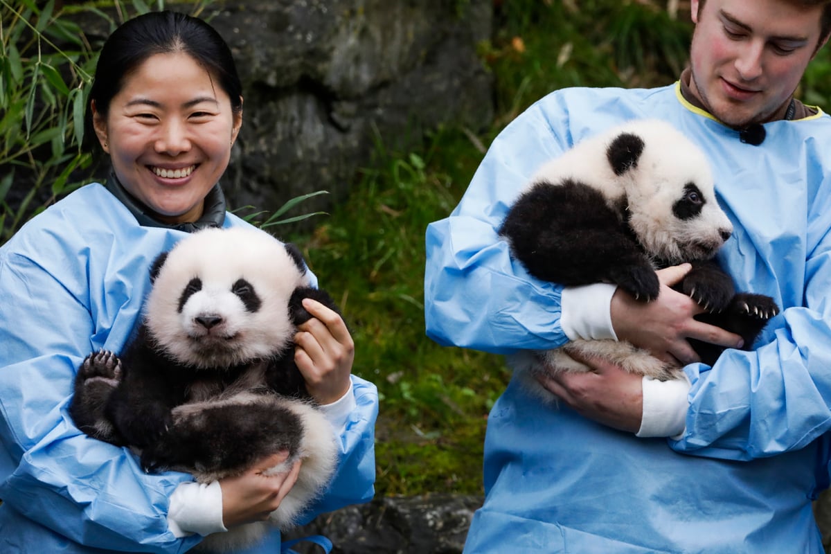 Adorable giant panda twins named after reaching 100 days old | London Evening Standard