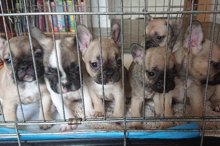 French bulldog puppies snatched from Essex home by hammer-wielding masked intruder | London Evening Standard