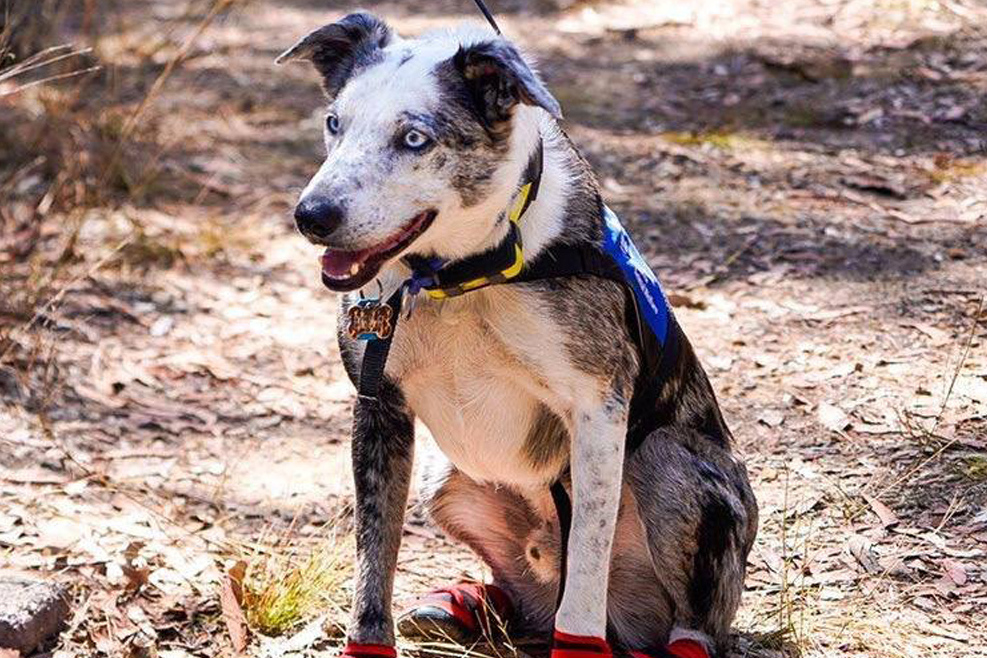 Australian bushfires: Border collie hailed a hero for saving koalas from blazes | London Evening Standard