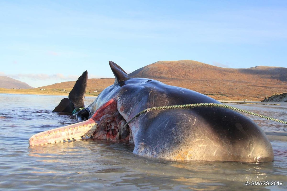 Sperm whale found dead on Scottish island with 100kg 'litter ball' in stomach | London Evening Standard