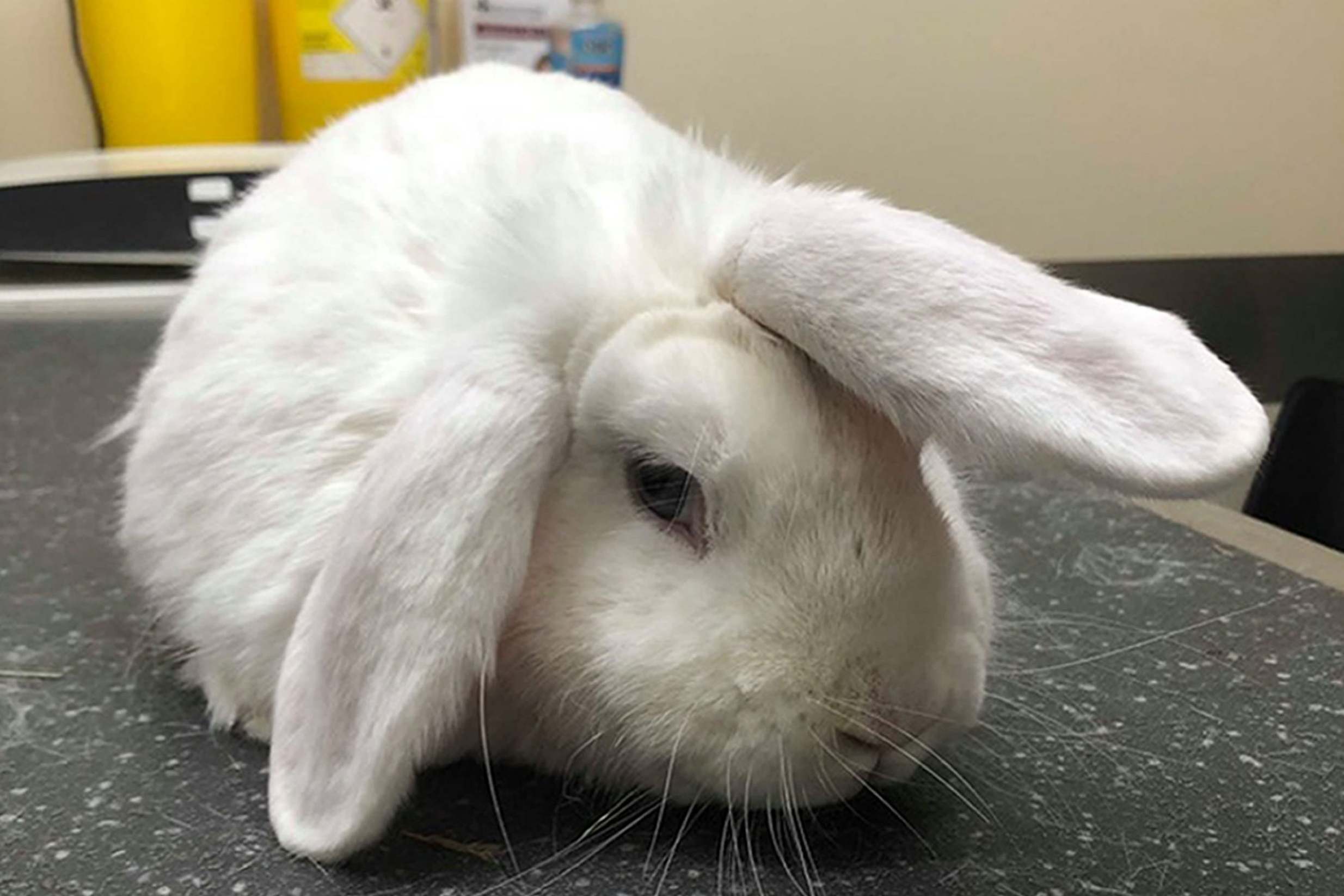 Rabbit with 'unicorn horn' ear looking for Christmas home