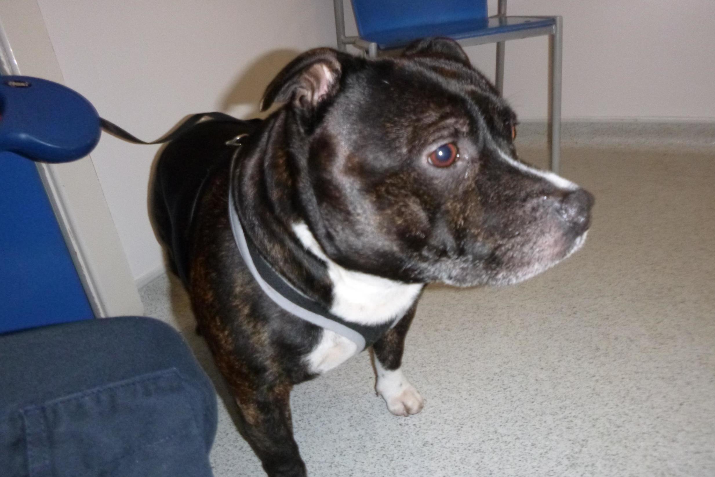 Dog abandoned at Blackpool church with note set to be rehomed