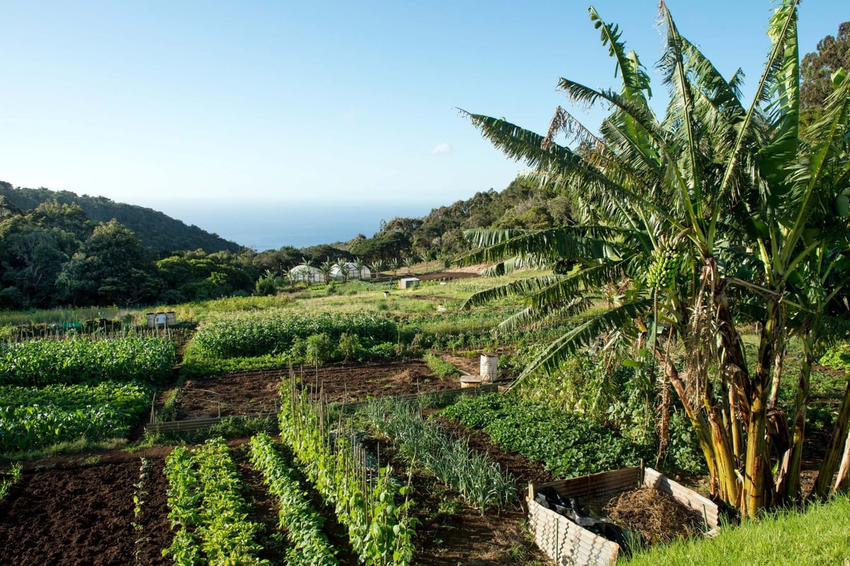 Why Saint Helena is easier to get to than ever | London Evening Standard