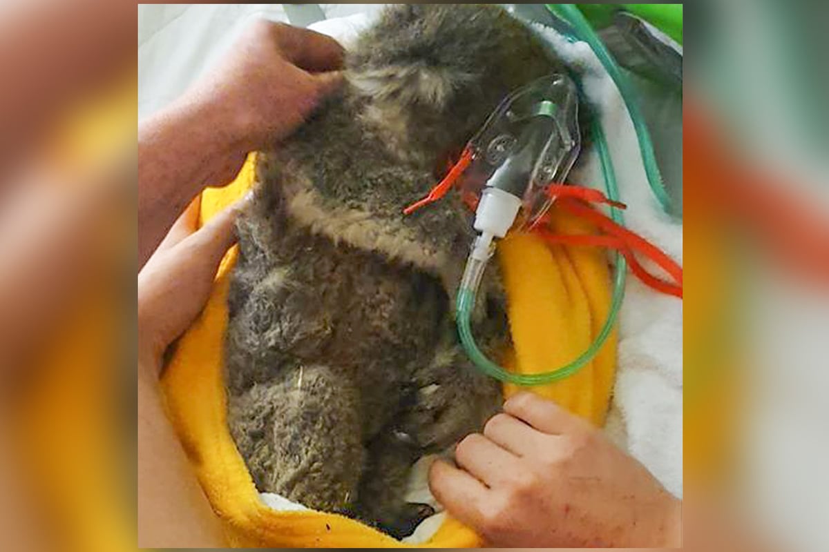 Australia fires: Water warning after Arnie the koala 'drowns to death' | London Evening Standard