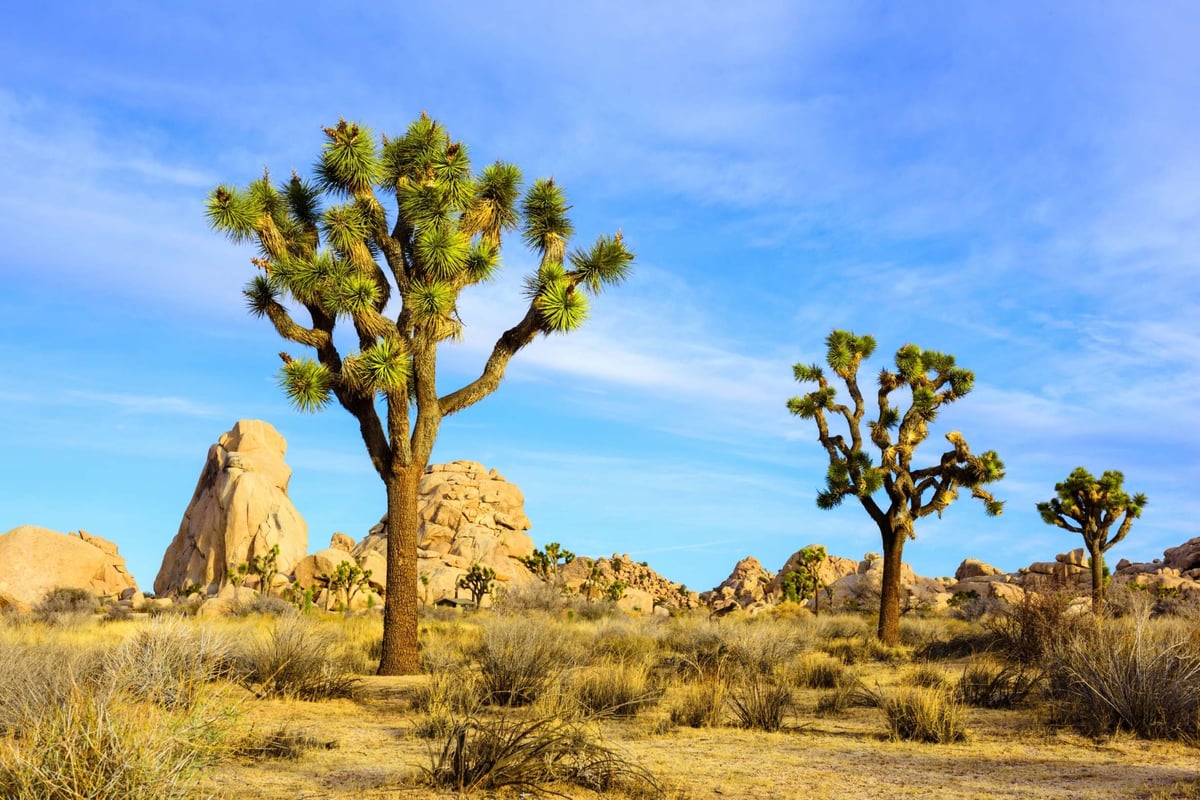 What to see, eat and do in Joshua Tree, California | London Evening Standard