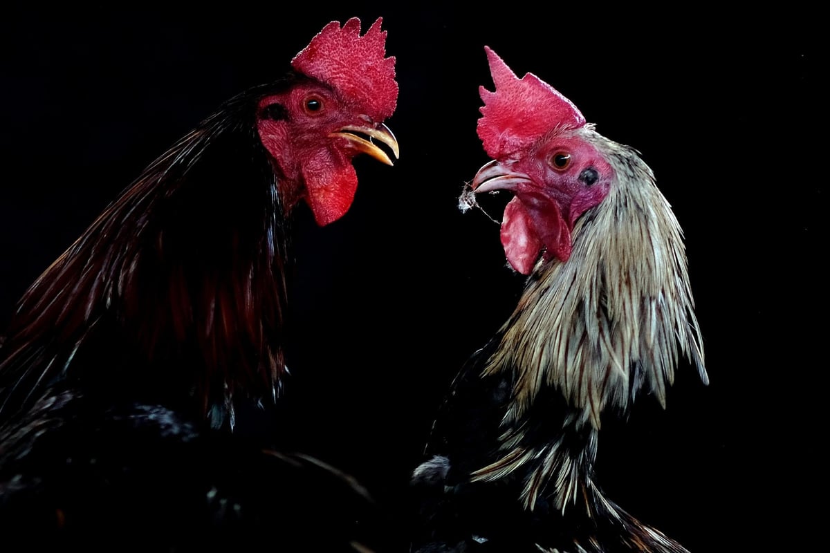Man dies after scuffle with his rooster on his way to a cockfight | London Evening Standard
