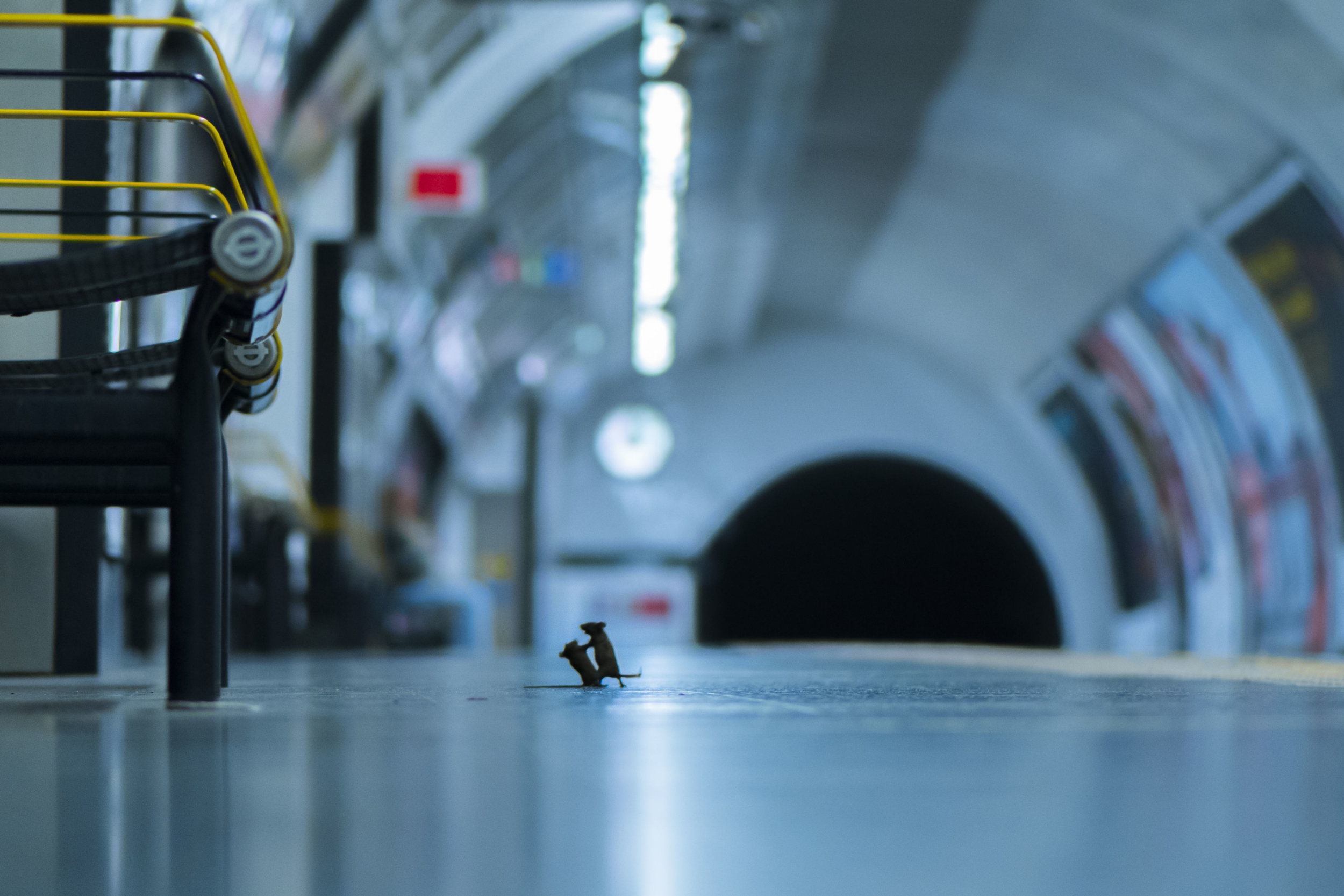 Perfectly-timed snap of mice fighting on Tube platform wins prize