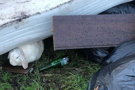 Malnourished rabbit found in pile of rubbish after being 'callously' thrown out by fly-tippers | London Evening Standard