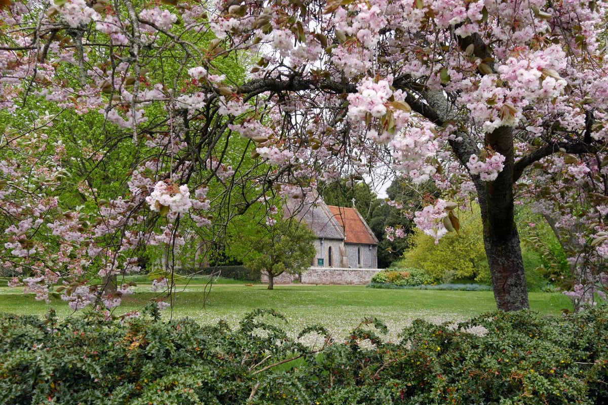 11 National Trust sites to see cherry blossoms in the UK | London Evening Standard