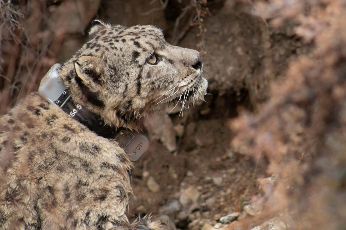 Snow leopards given satellite collars to help conservation research in Nepal | London Evening Standard
