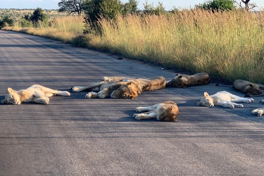Lions nap peacefully on South Africa roads during coronavirus lockdown | London Evening Standard