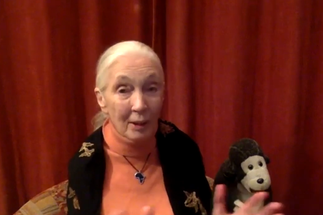 Disrespect for nature fuelled pandemic, renowned conservationist says