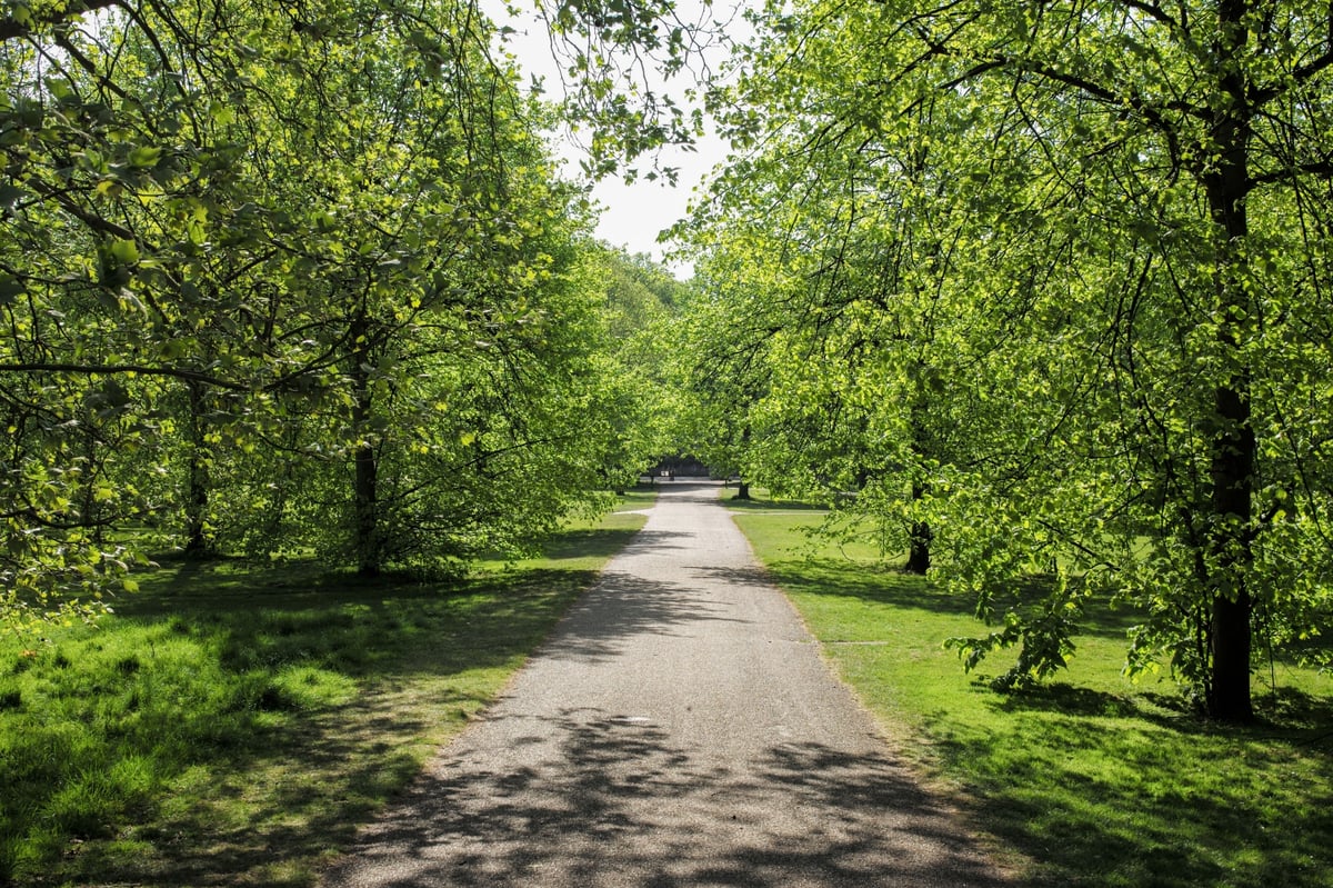 Tens of thousands of Londoners use TreeTalk app to explore urban nature on coronavirus lockdown | London Evening Standard