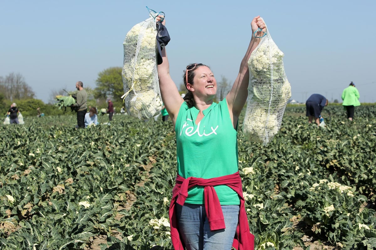Food For London Now: Pick your own to help feed the capital… Felix Project volunteers hit the fields | London Evening Standard