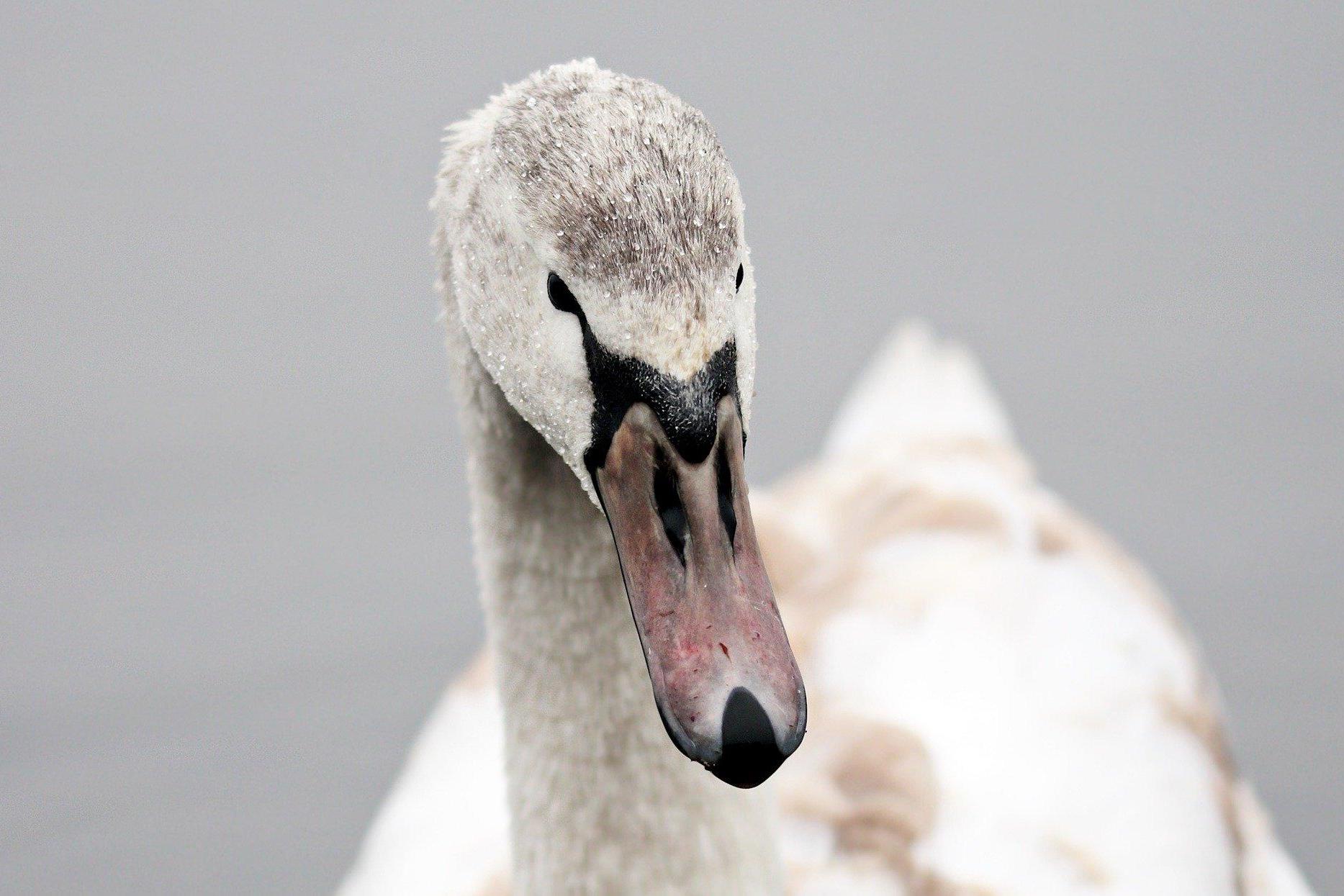 Police hunt for swan killer after 'meaningless act of violence'