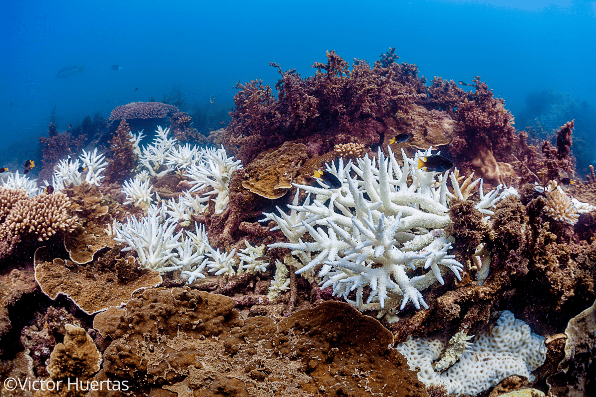 Australia’s Great Barrier Reef has lost half of its corals since 1995, study finds | London Evening Standard