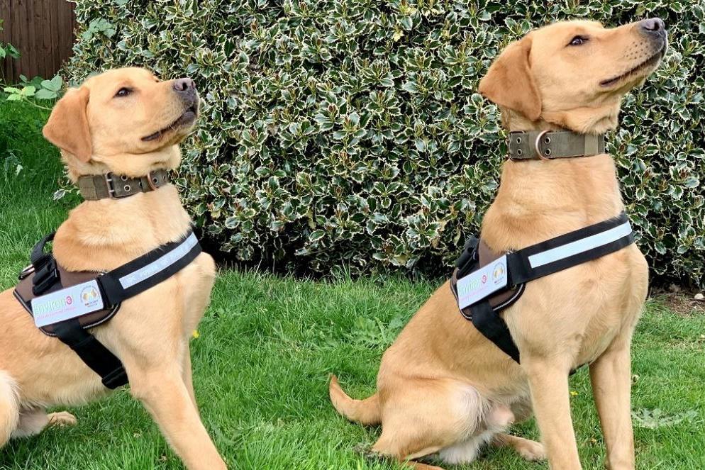 Labradors trained to sniff out knotweed from gardens | London Evening Standard