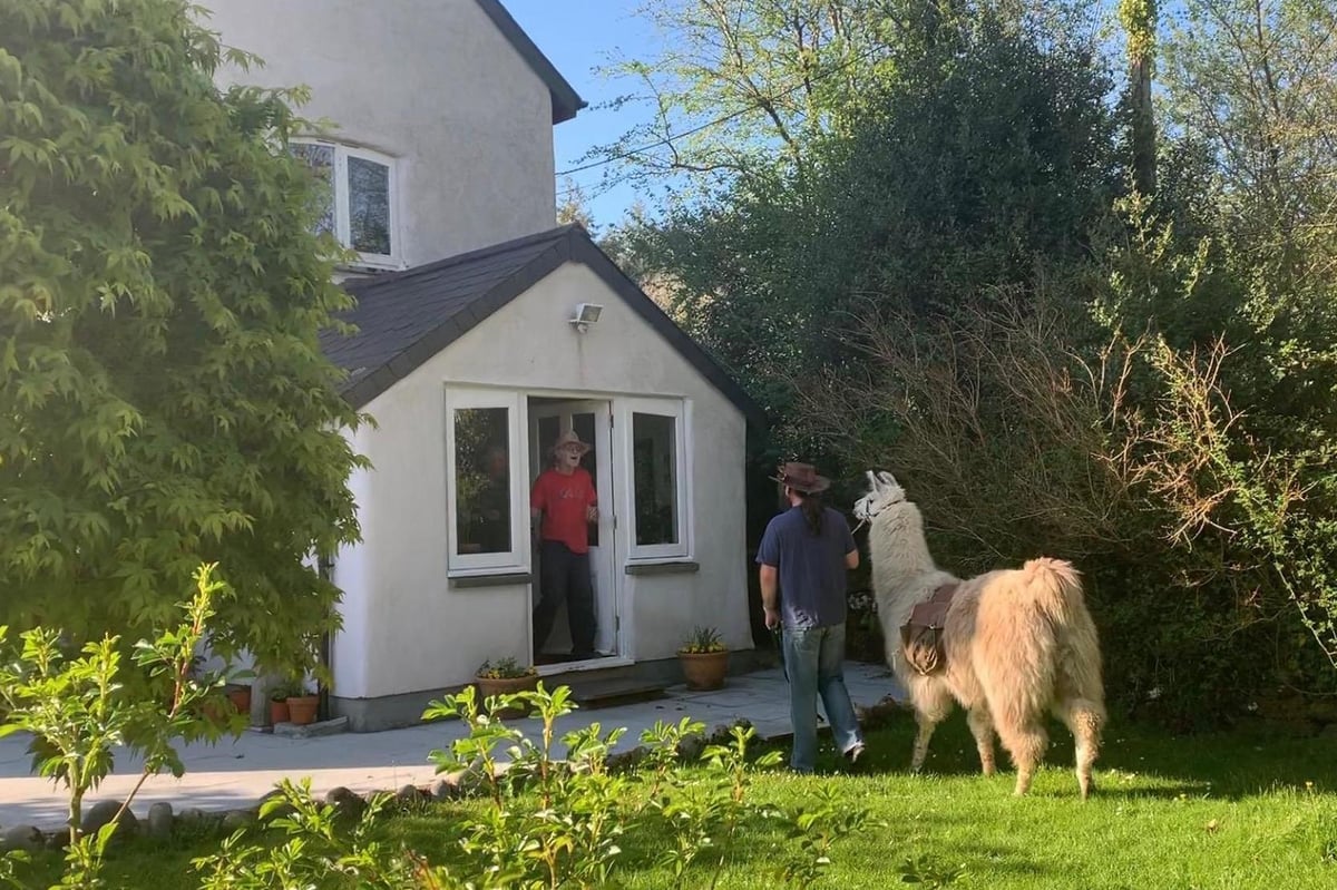 Llama delivers food supplies to people self-isolating during coronavirus pandemic | London Evening Standard