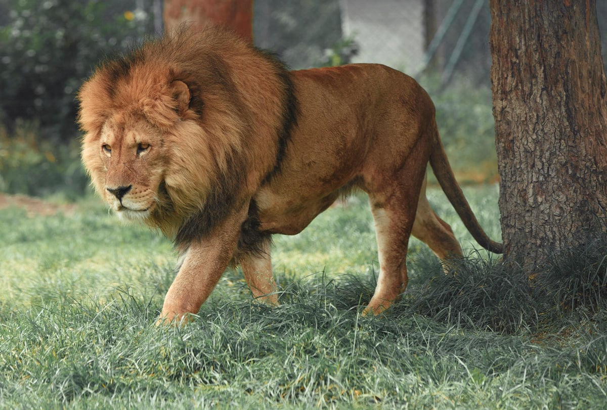 Shoalhaven zoo lion attack leaves zookeeper with serious facial injuries | London Evening Standard