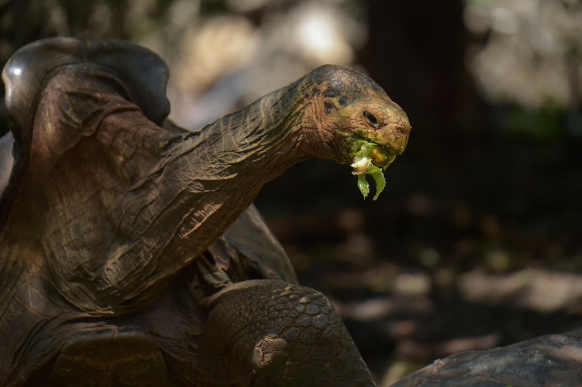 Tortoise who saved species from extinction with phenomenal sex drive finally retires aged 100 | London Evening Standard