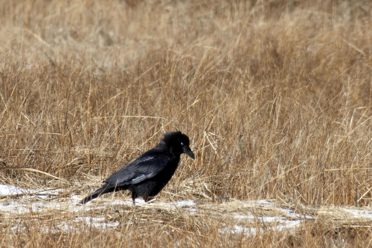 We will speak, nevermore: People marvel at crows' ability to 'hold and share grudges' | London Evening Standard
