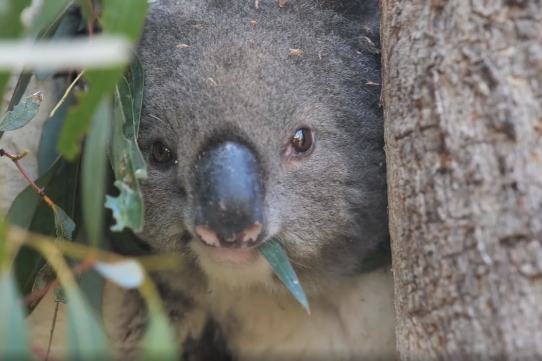 Koalas that survived Australian bushfires now face threat of logging | London Evening Standard