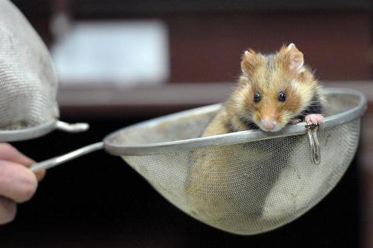European hamsters are now critically endangered, conservationists warn