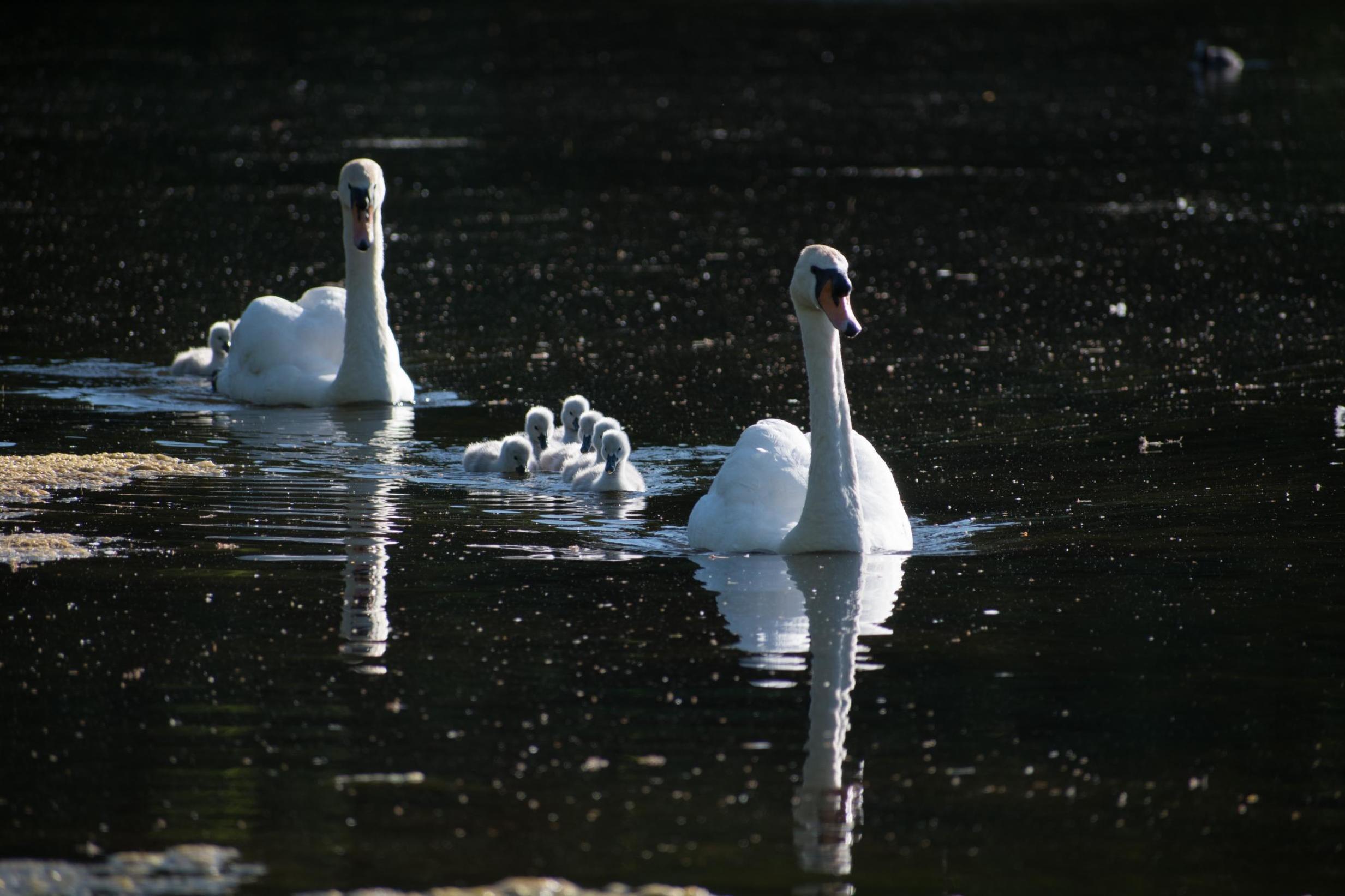 Hampstead Heath's 'widow swan' reunited with family after dog attack