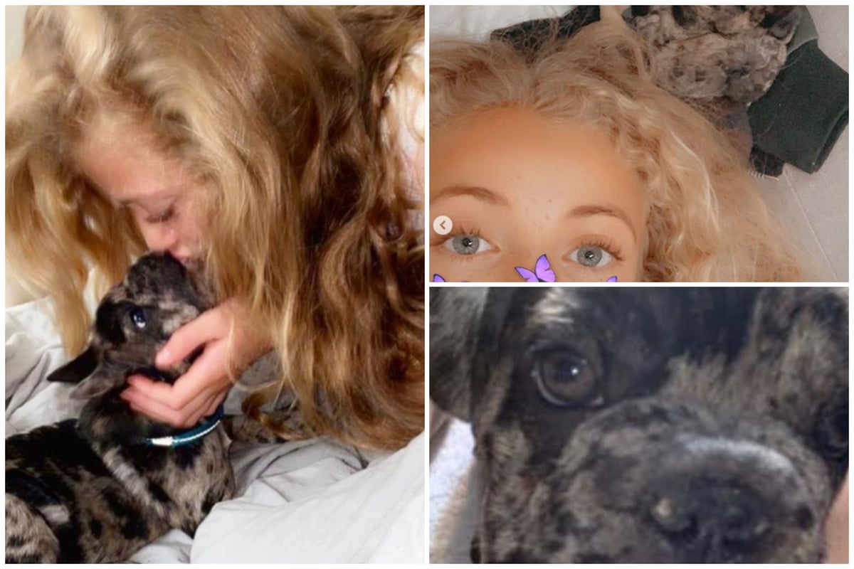 Katie Price’s daughter Princess reveals new puppy Rolo has died | London Evening Standard