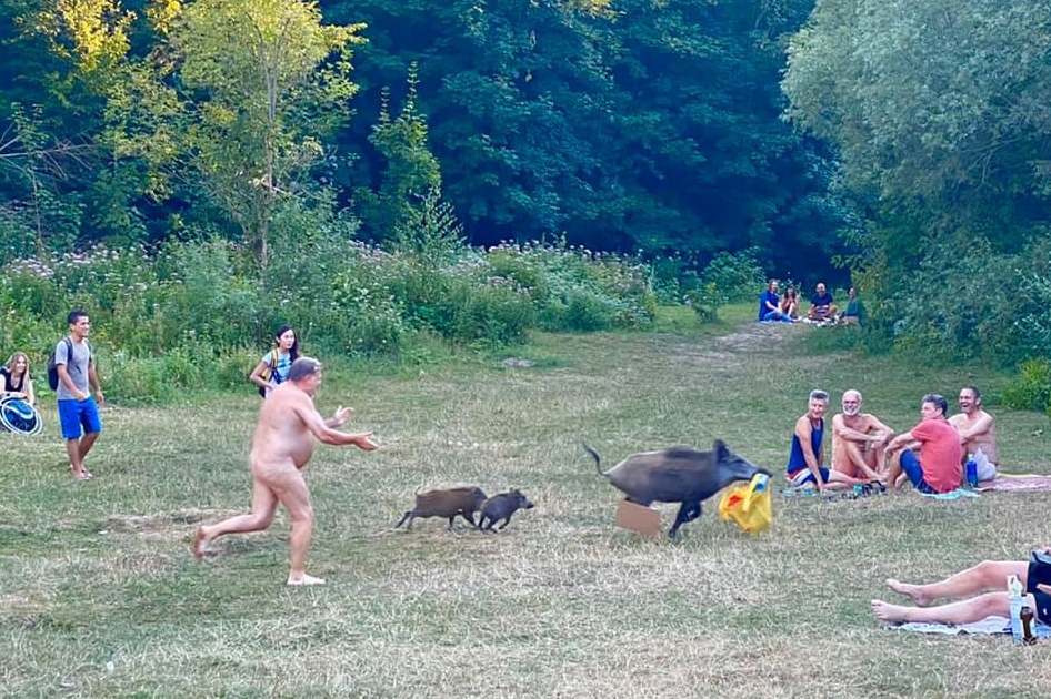 Naked sunbather chases boar around German bathing spot after it snatches his laptop bag | London Evening Standard