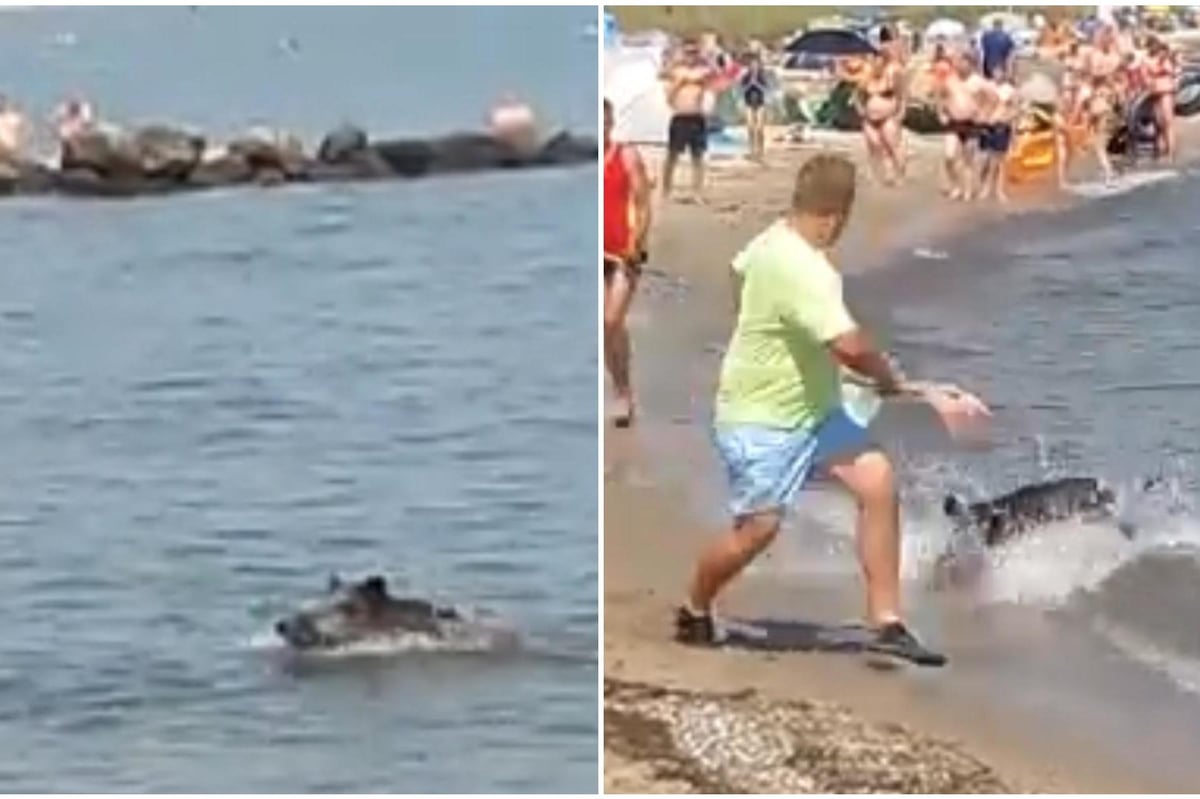 Moment wild boar emerges from German sea and charges at beachgoers | London Evening Standard
