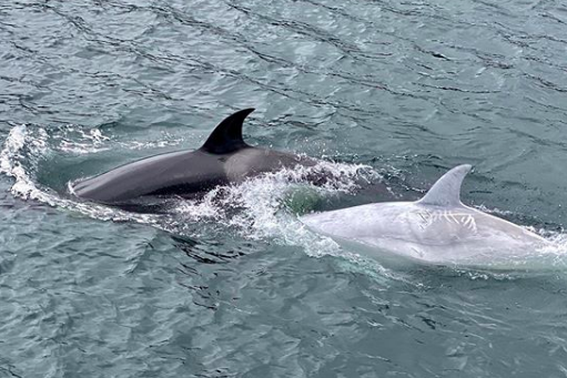 All-white killer whale spotted for first time in Alaska