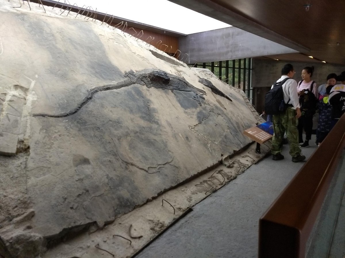 Ancient four-metre long reptile found ‘well-preserved in belly of larger carnivore’ in China | London Evening Standard