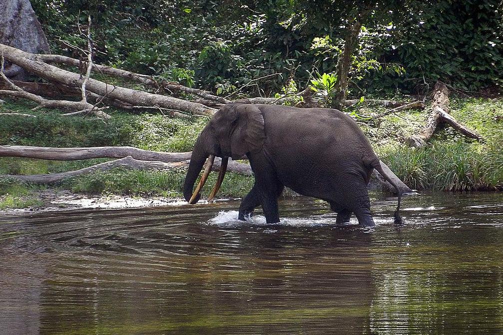 Congo poacher who killed more than 500 elephants jailed for 30 years in landmark ruling | London Evening Standard