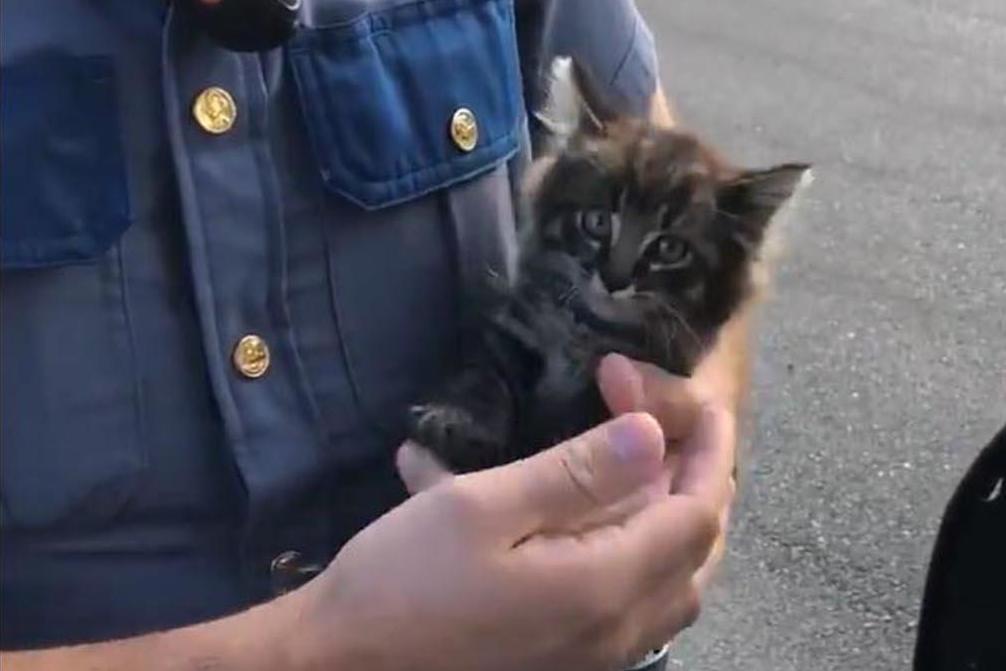 Abandoned kitten adopted after being found in police car’s engine | London Evening Standard