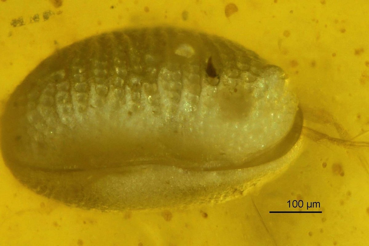 100-million-year-old giant sperm found fossilised in amber could be oldest ever | London Evening Standard