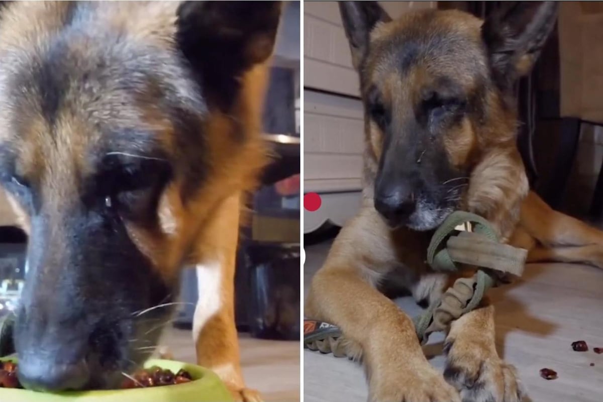 German shepherd ‘cries’ after being forced to eat chilli during live-stream amid disturbing new social media trend | London Evening Standard