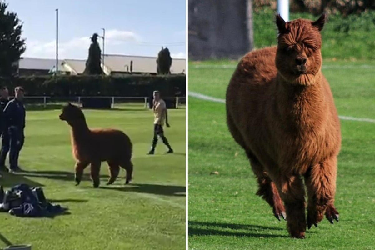 Moment Oscar the 'gate crashing' alpaca invades pitch and disrupts North Yorkshire football match | London Evening Standard