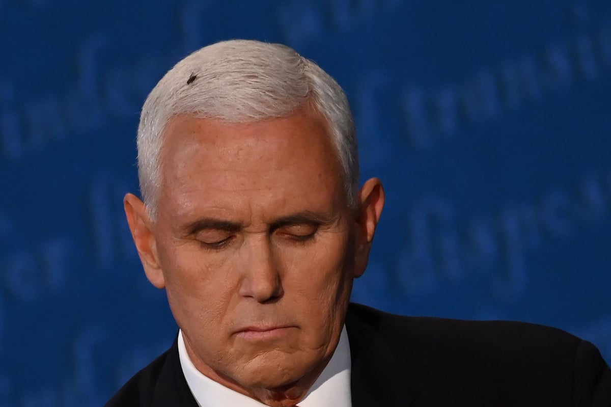 Fly lands on Mike Pence's head during vice presidential debate and sets internet abuzz | London Evening Standard