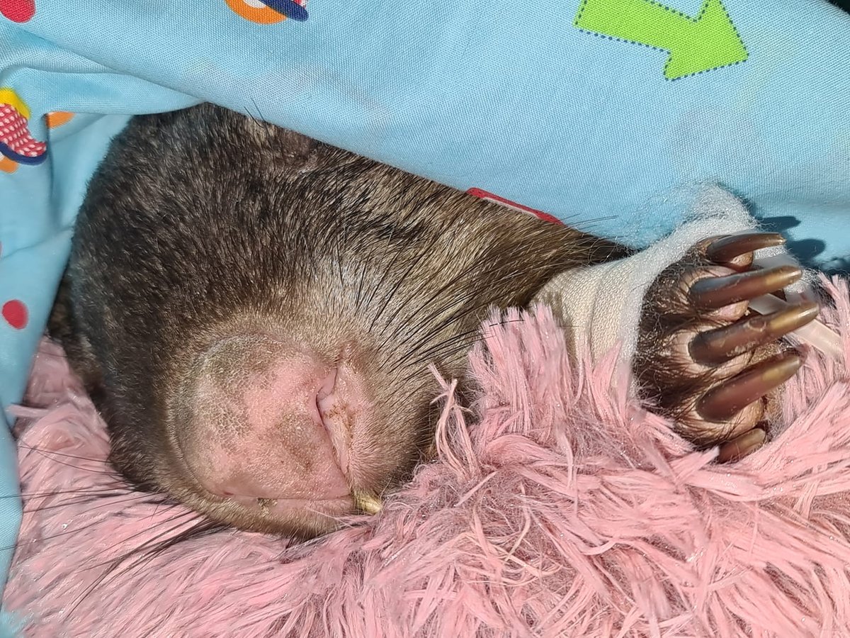 Harold the wombat survives being shot 26 times 'from head to toe' | London Evening Standard