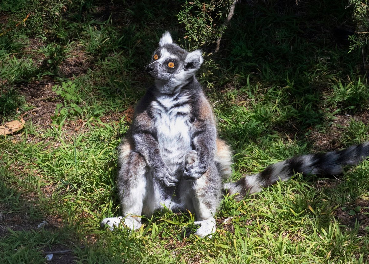 Lemur missing after overnight break-in at San Francisco Zoo | London Evening Standard
