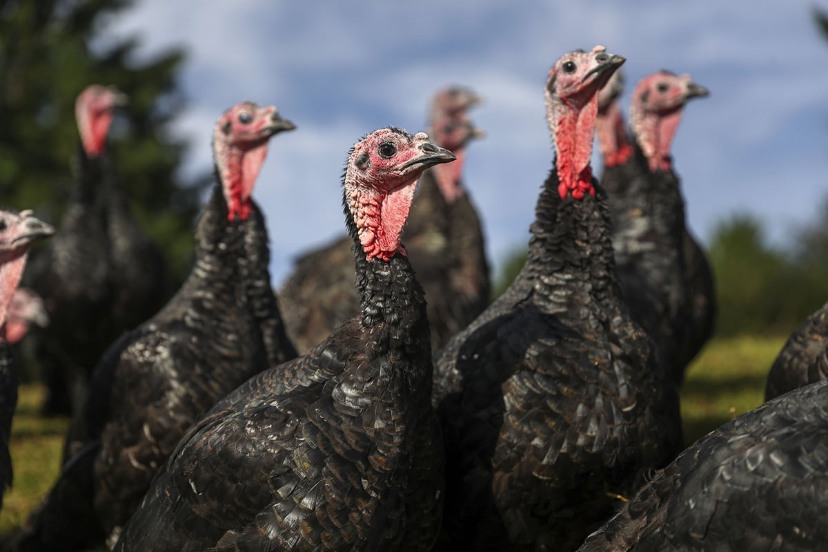 75 Bernard Matthews turkey plant workers test positive for Covid-19 | London Evening Standard