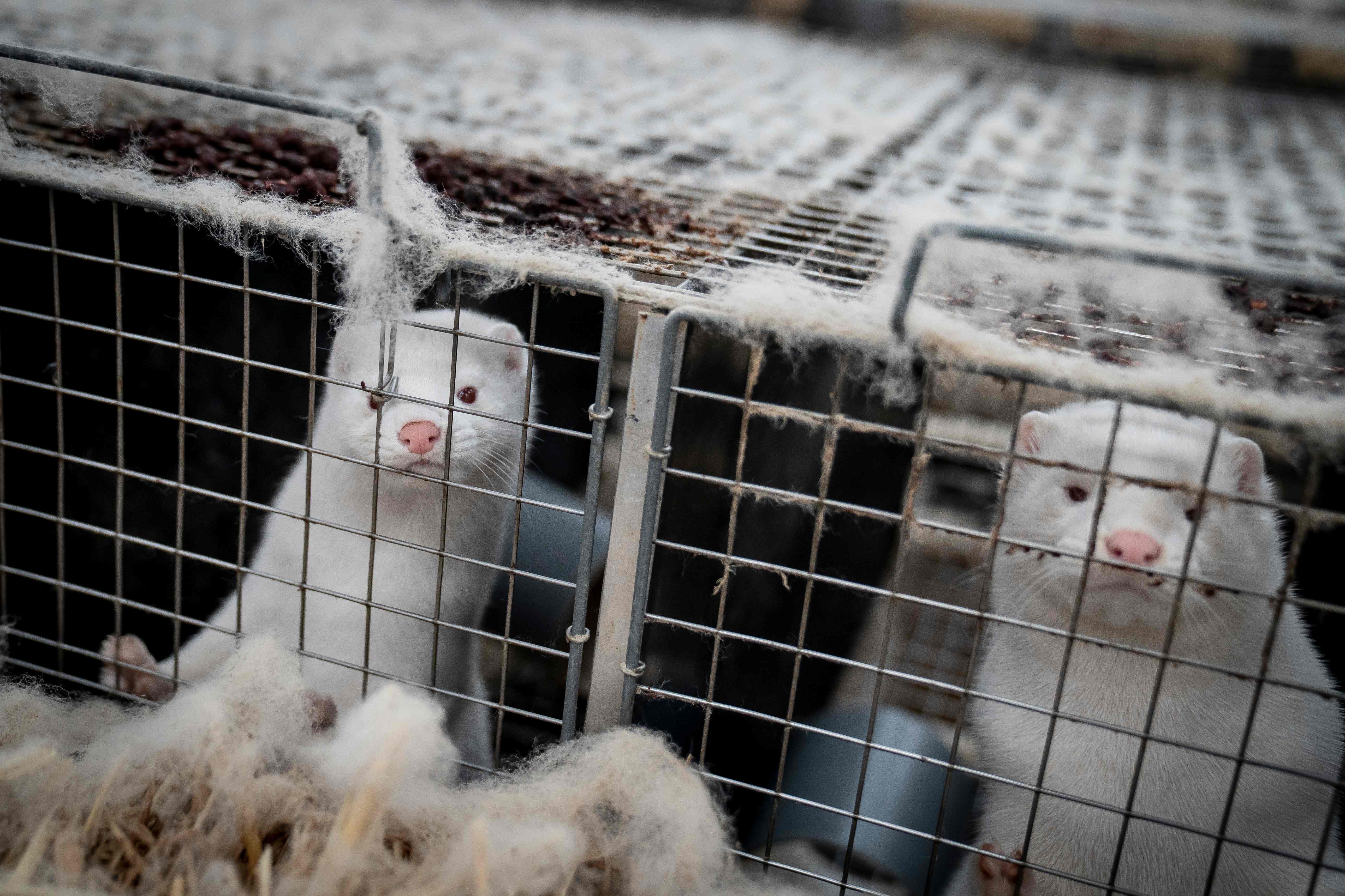 Why are minks being culled in Denmark?