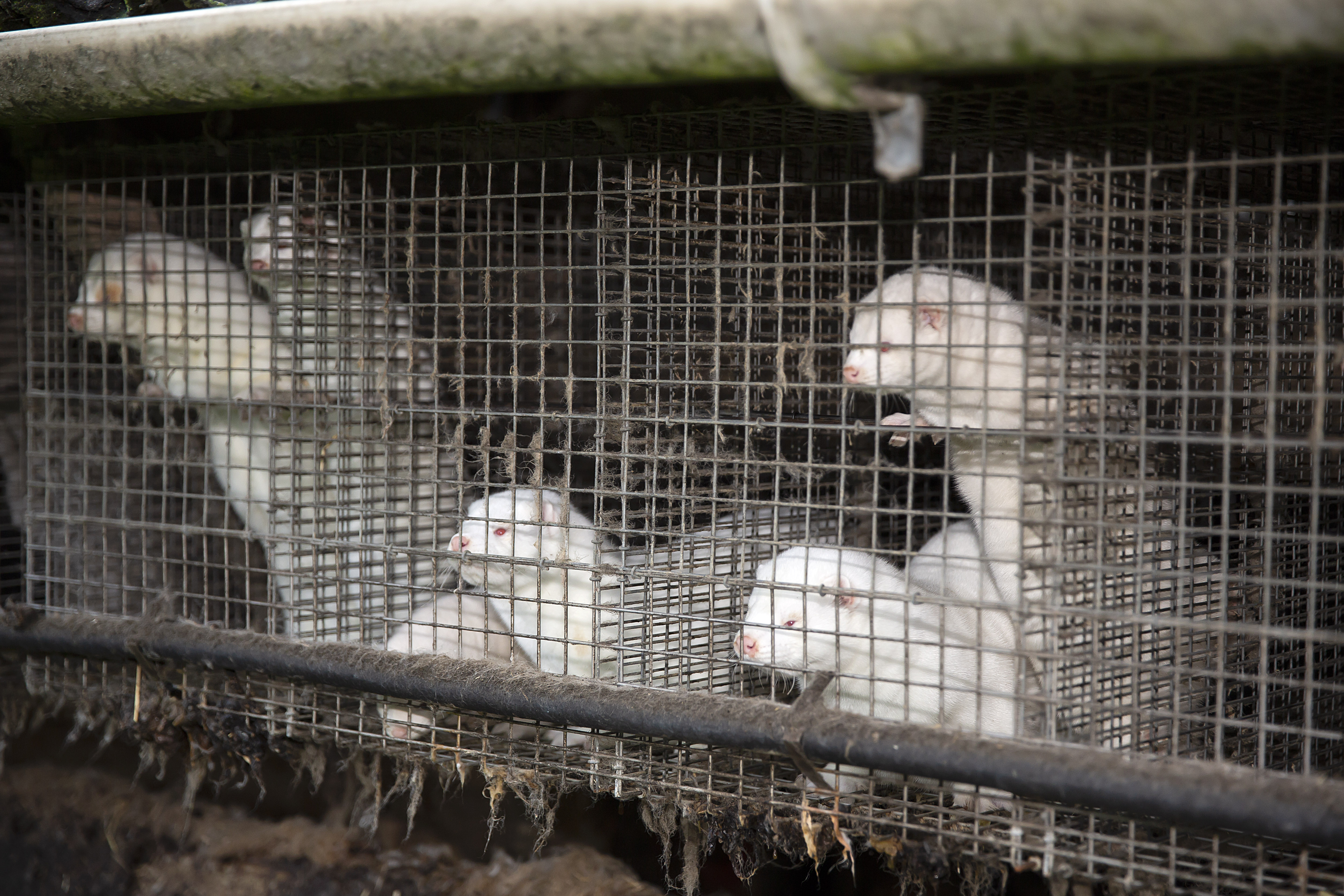 Disaster In Denmark As Covid-19 Mutation Detected On Mink Farms