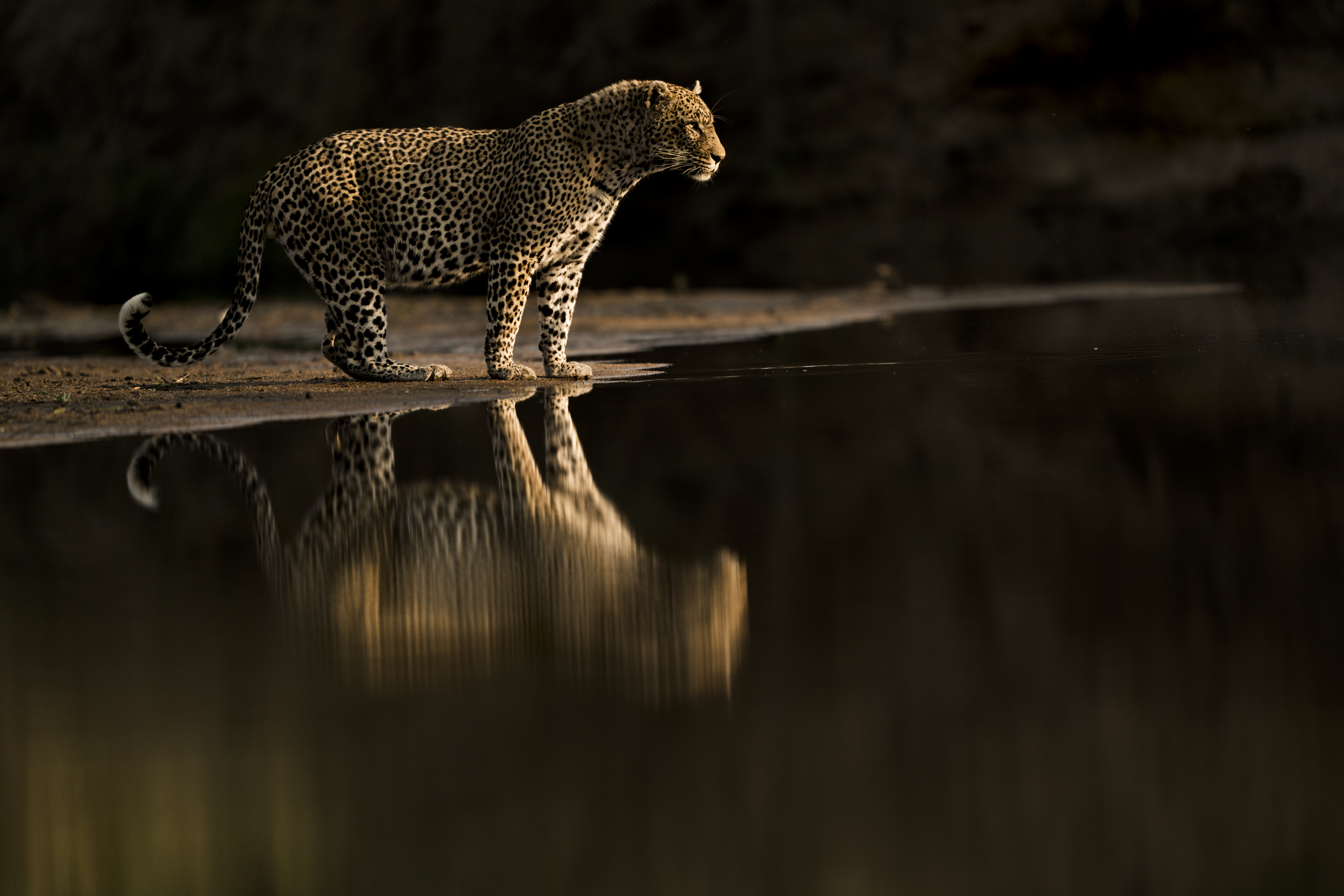 Top photographers join ES campaign to stamp out illegal wildlife trade