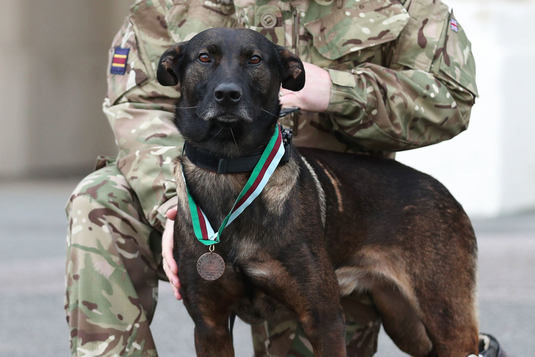 PDSA Dickin Medal for valour