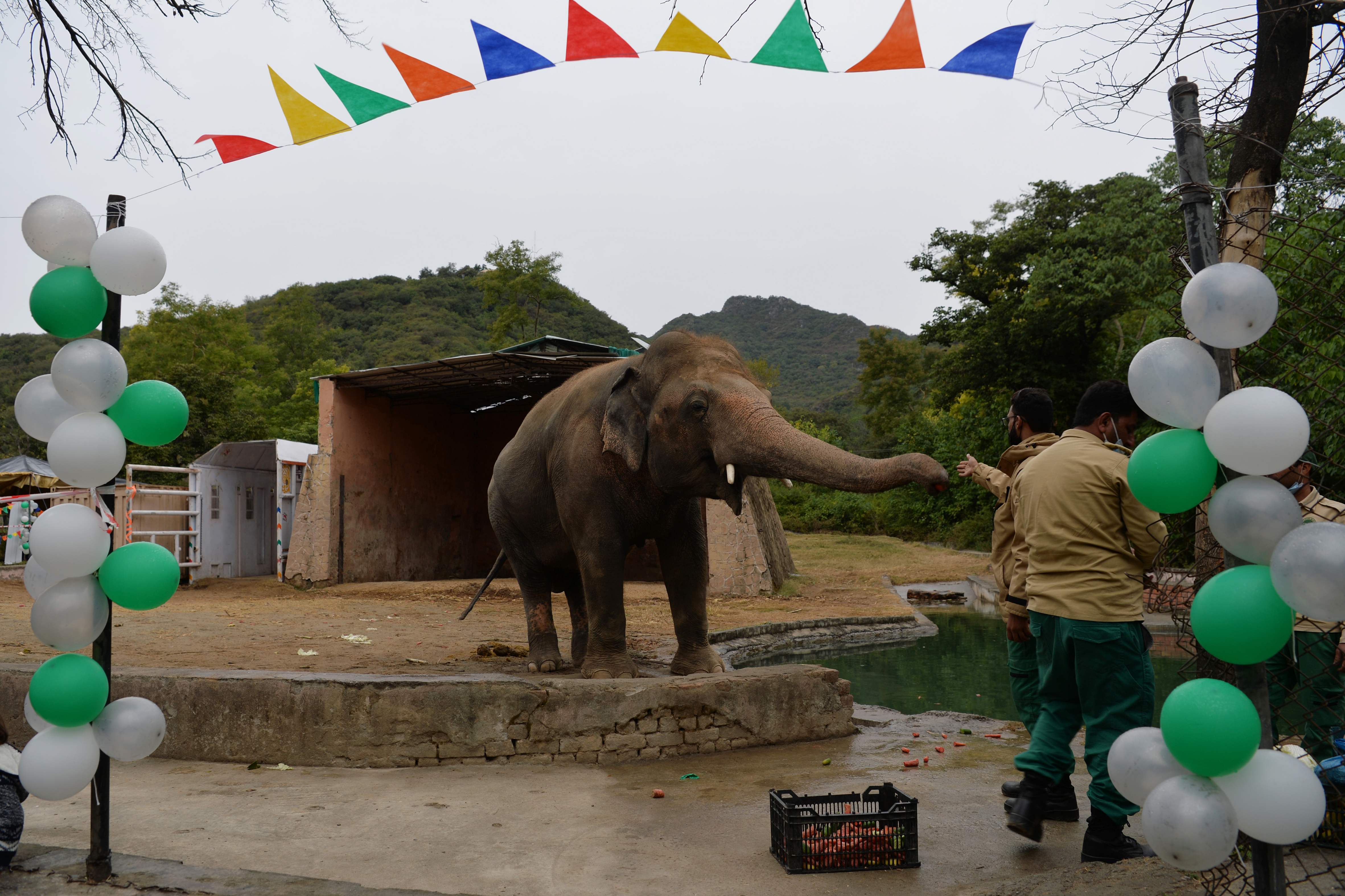 I got you babe: Cher in Pakistan as world’s loneliest elephant freed
