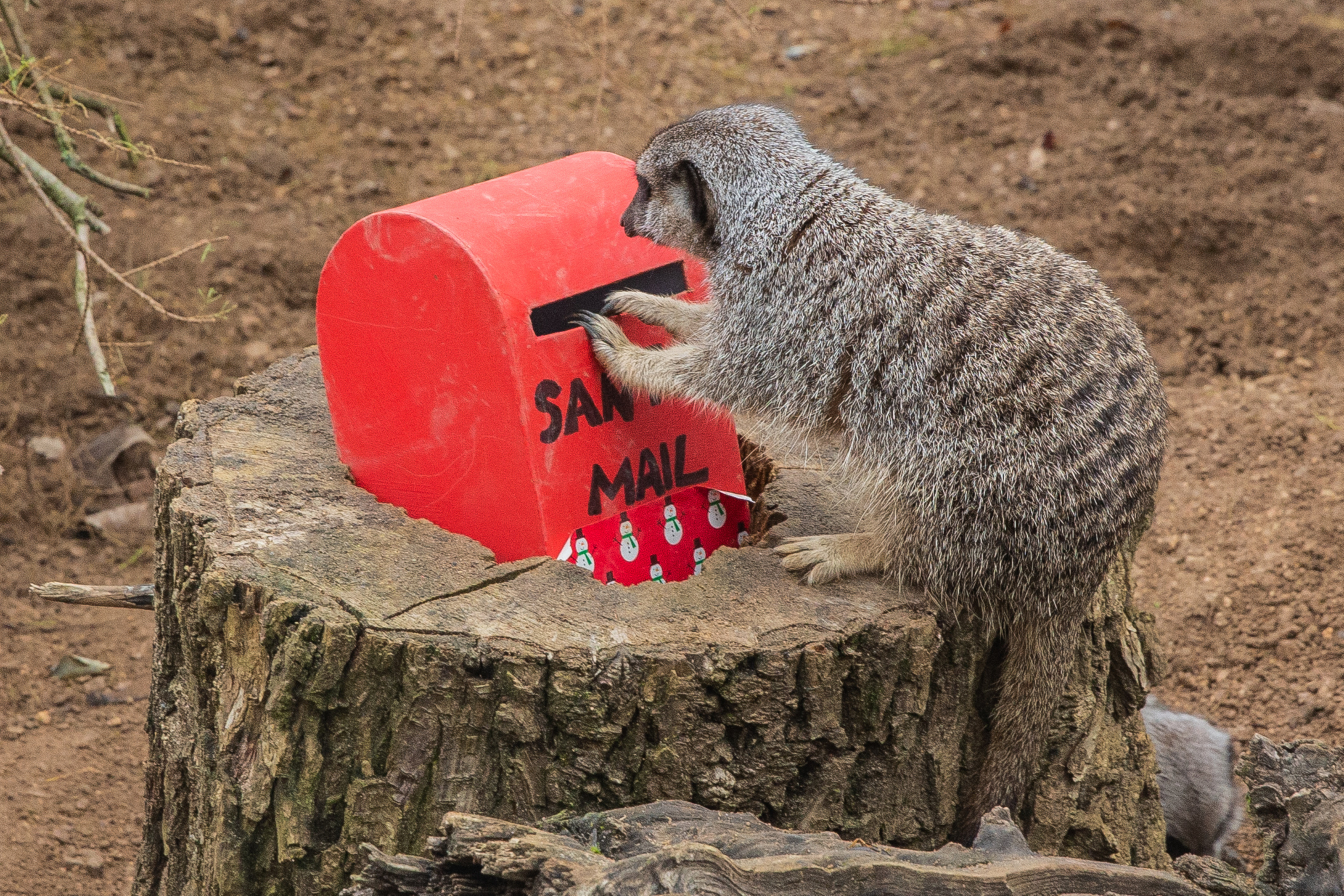 Meerkats at London Zoo post ‘Christmas wish lists’ to Santa