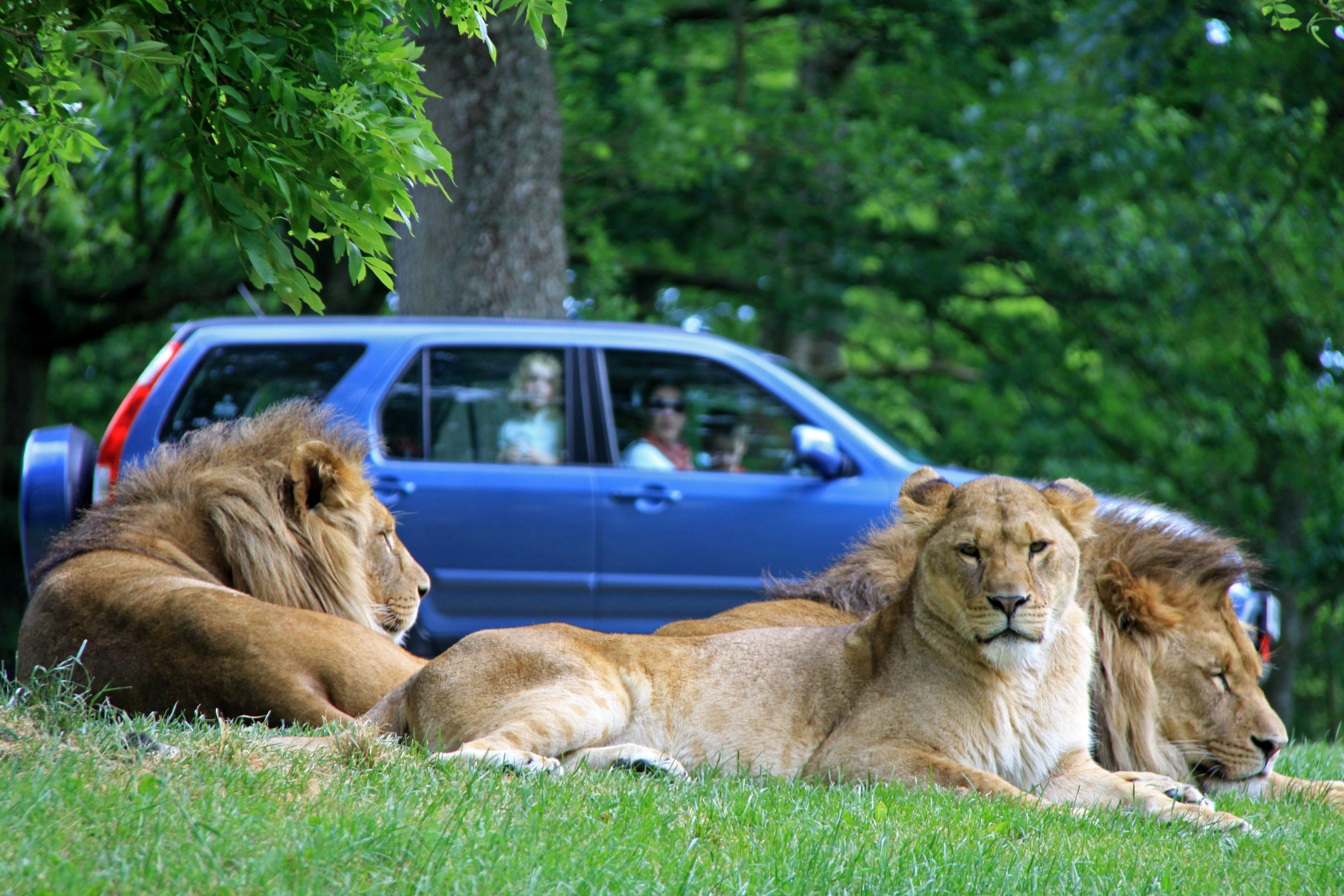 Bid for a day with the lions or trip to Daylesford in charity auction
