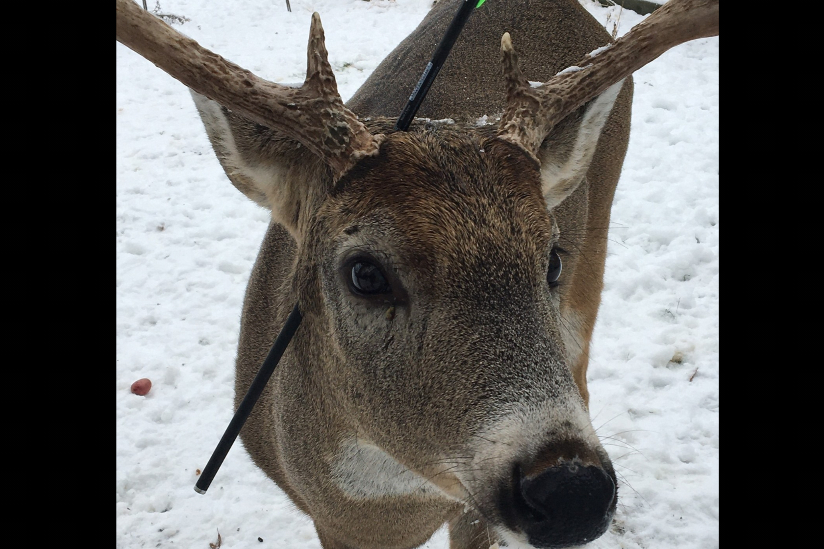 Carrot the deer found with arrow sticking out of its head in Canada